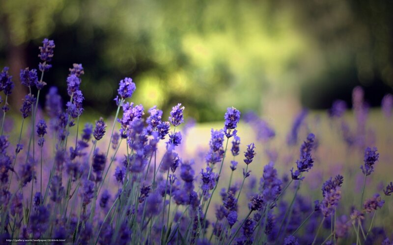 Purple Lavender Flowers — Serene, Afternoon, Photograph, Greenery, Field