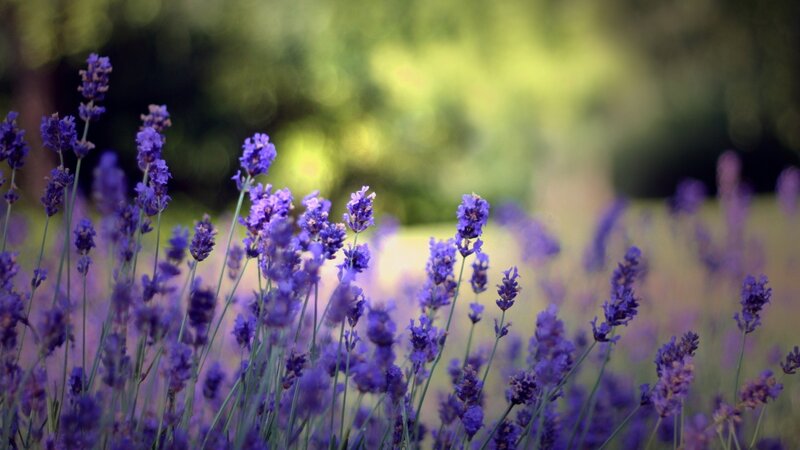 Purple Lavender Flowers — Serene, Afternoon, Photograph, Greenery