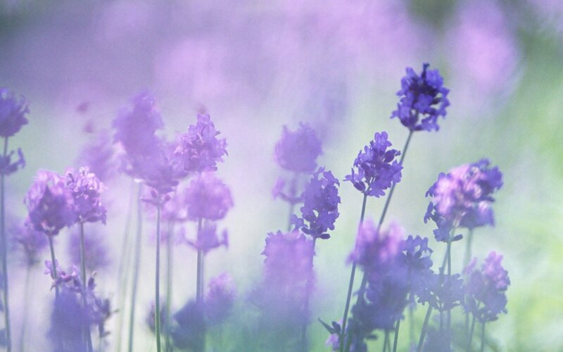 Purple Lavender Flowers — Serene, Afternoon, Photograph, Stems, Greenery