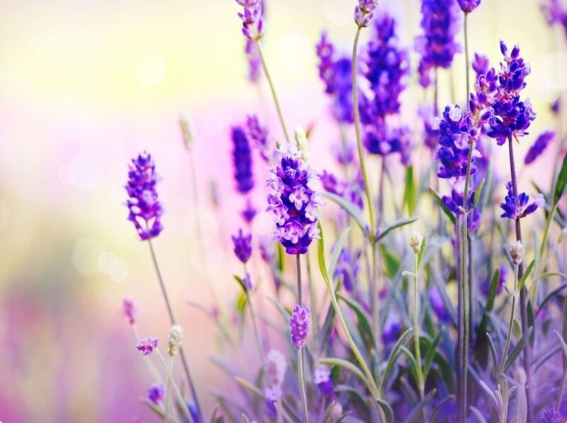 Purple Lavender Flowers — Serene, Afternoon, Photograph, Stems