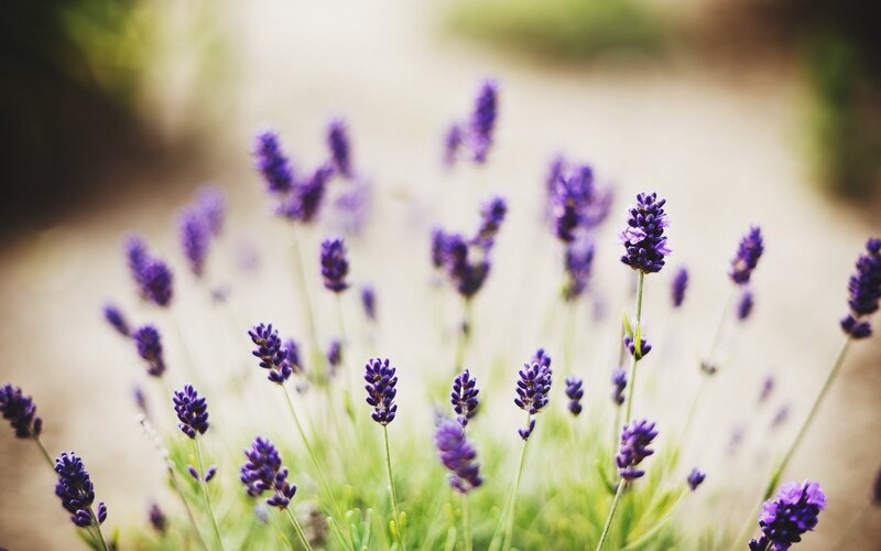 Purple Lavender Flowers — Serene, Afternoon