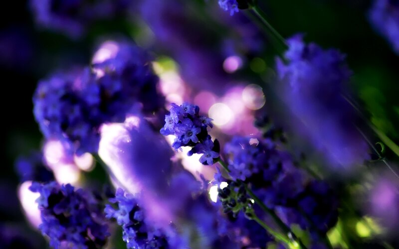 Purple Lavender Flowers — Serene, Night