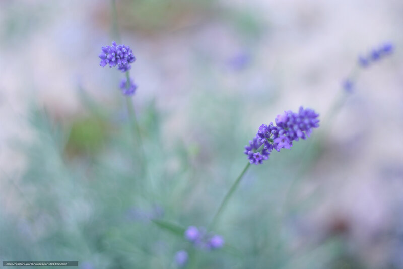 Purple Lavender Flowers — Serene, Photograph, Stems, Blurred Background