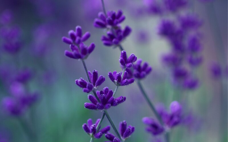 Purple Lavender Flowers — Serene, Photograph, Stems