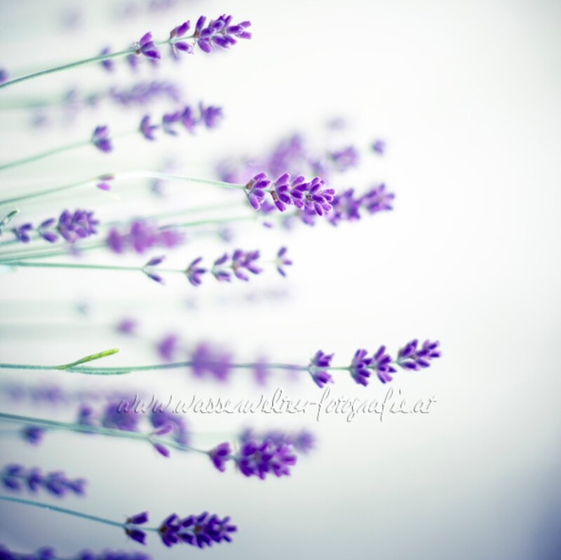 Purple Lavender Flowers — Serene, Photograph