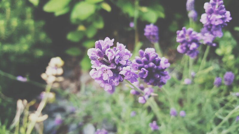 Purple Lavender Flowers — Serene, Spring, Photograph