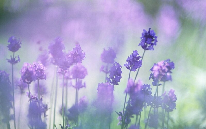 Purple Lavender Flowers — Serene, Spring