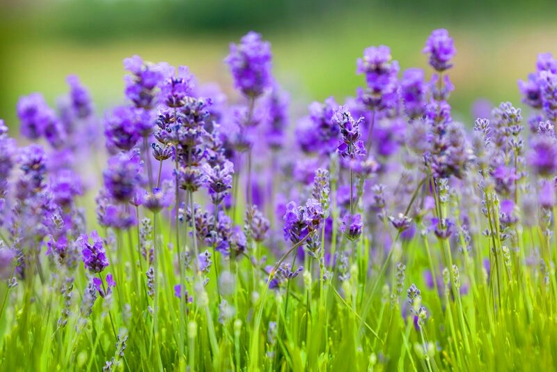 Purple Lavender Flowers — Serene, Summer, Photograph, Green Grass