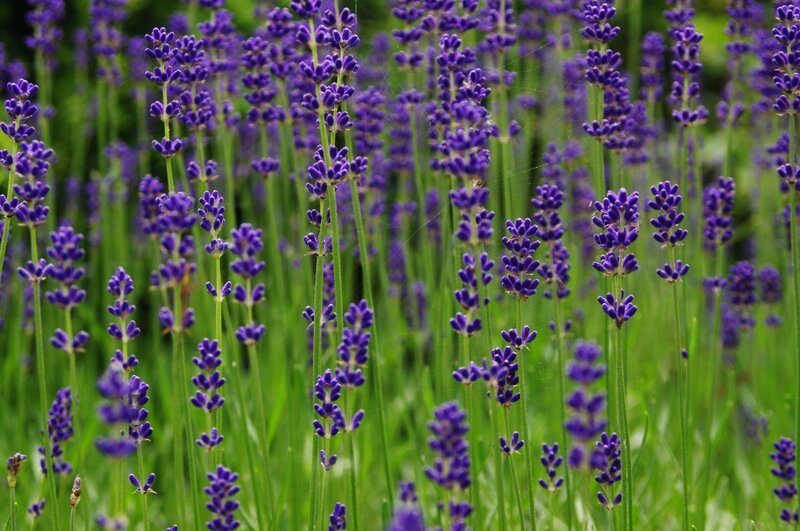 Purple Lavender Flowers — Serene, Summer, Photograph, Green Stems