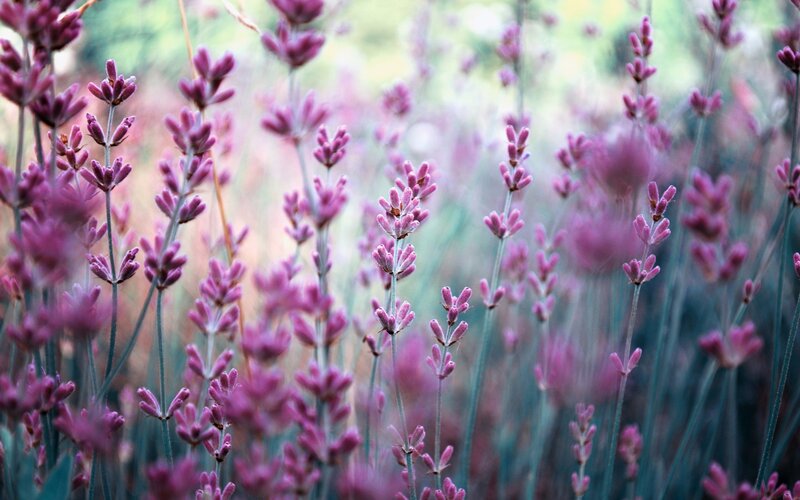 Purple Lavender Flowers — Serene, Summer, Photograph