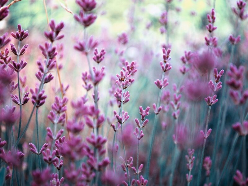 Purple Lavender Flowers — Serene, Summer