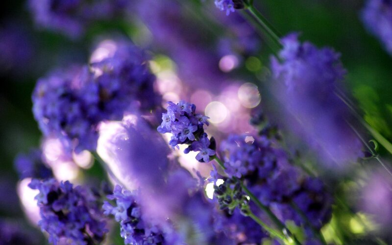Purple Lavender Flowers — Serene, Sunset