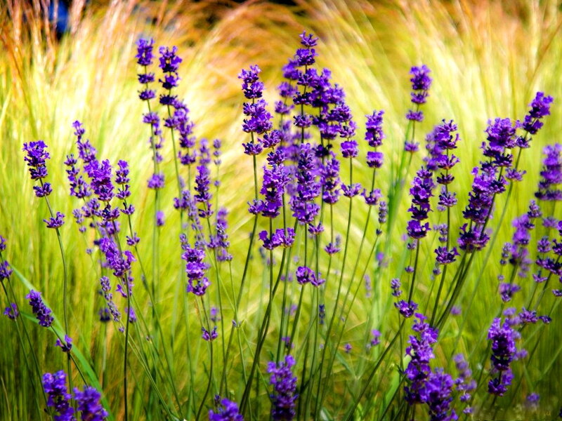 Purple Lavender Flowers — Serene