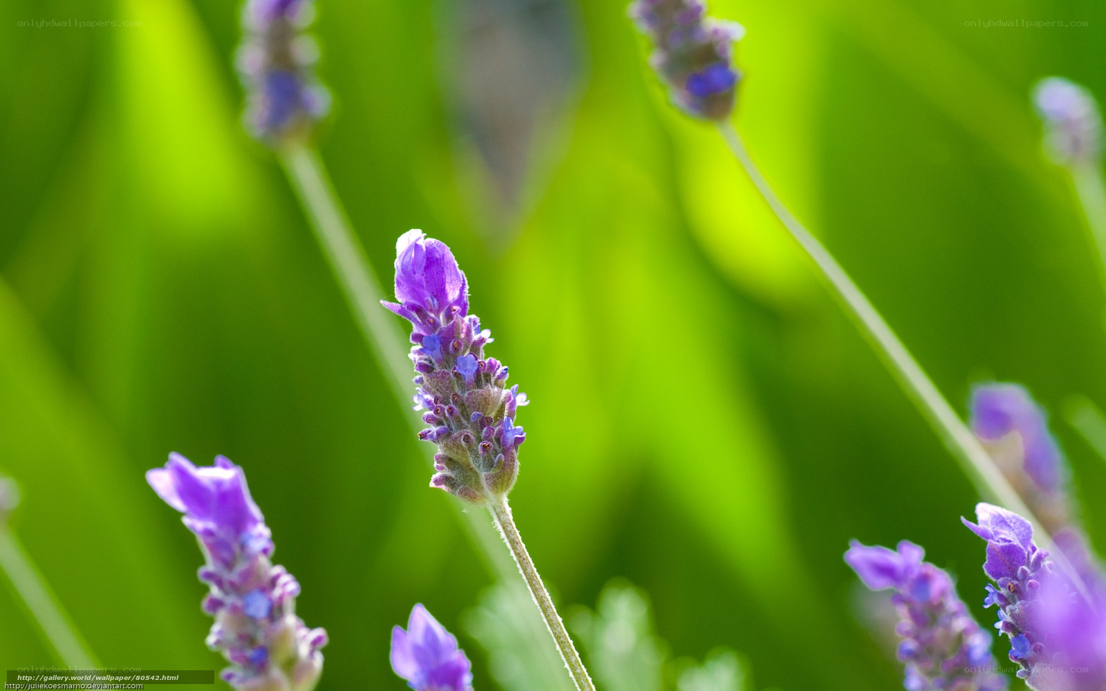 purple lavender flowers