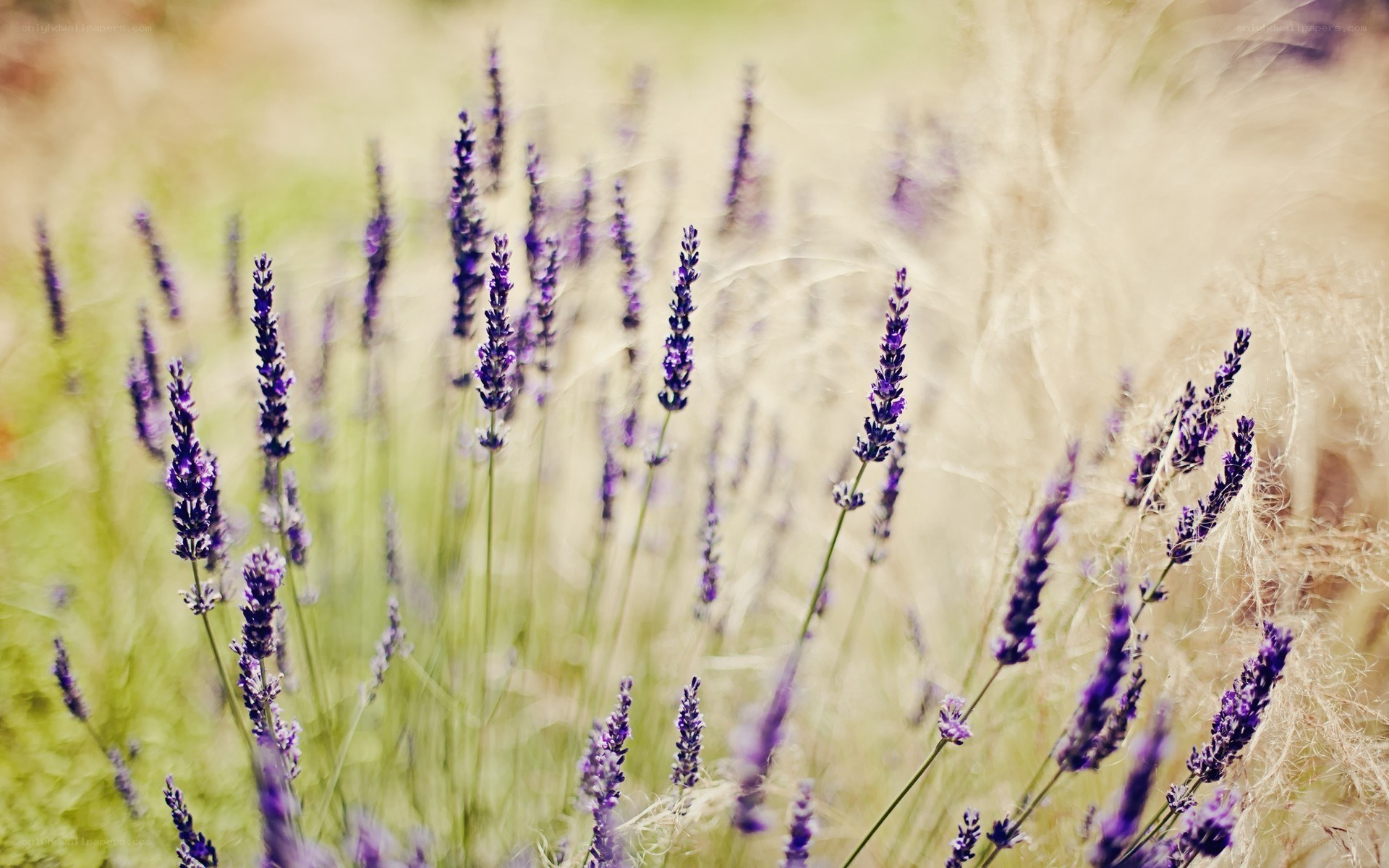 purple lavender in a field