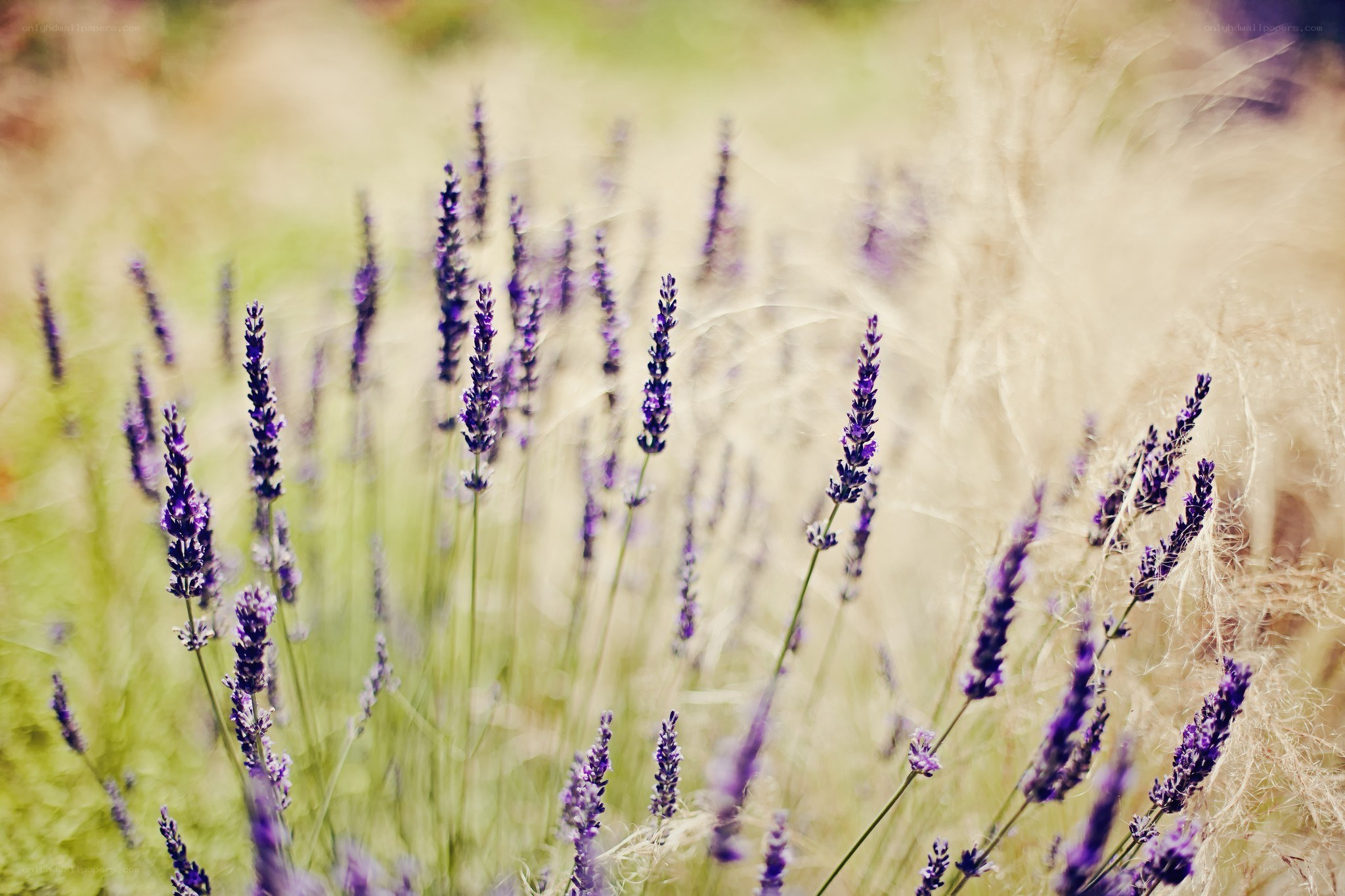 purple lavender in a field