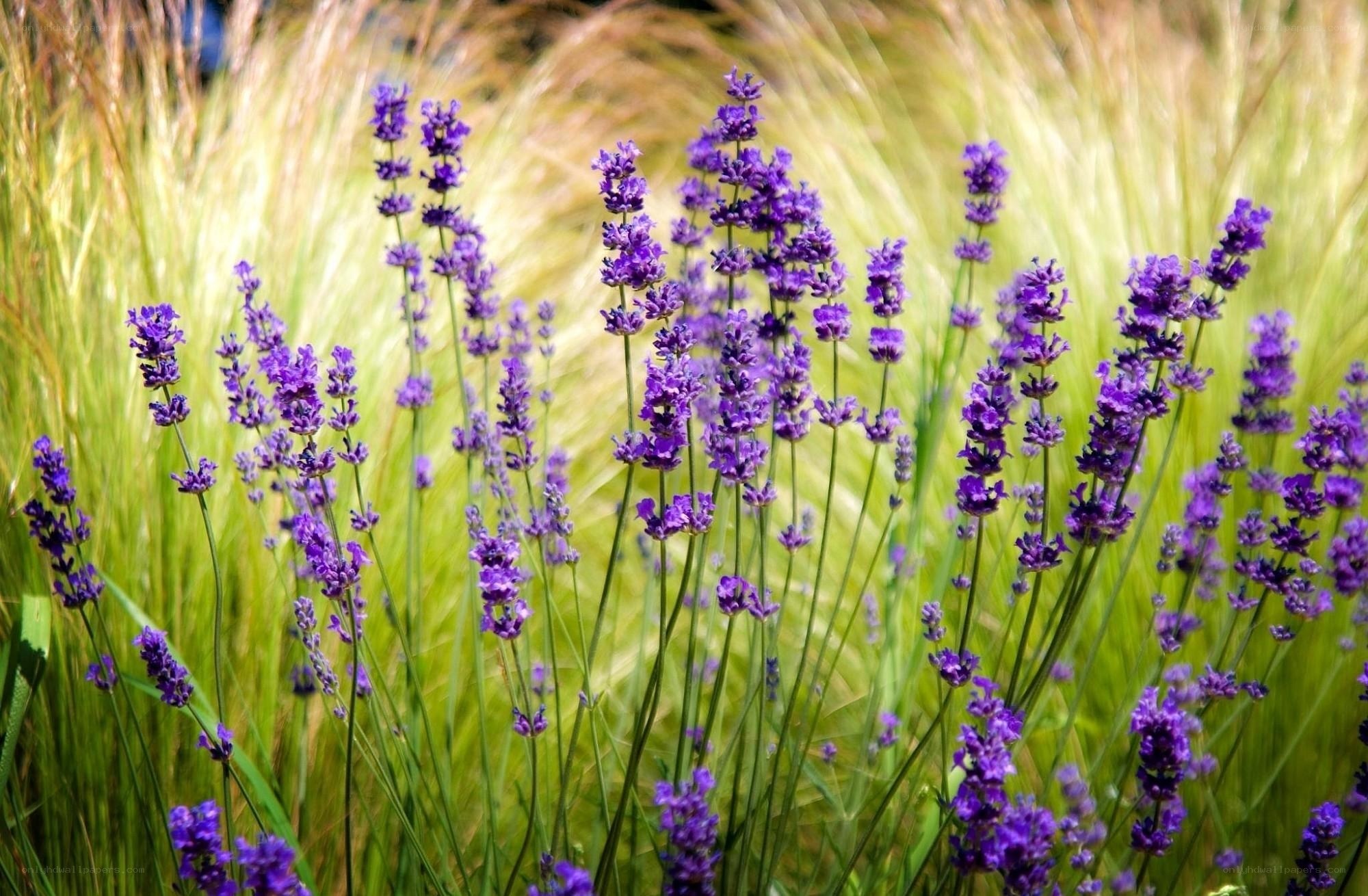 purple lavender in a field