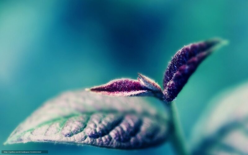 Purple Leaf Bud — Blue, Serene, Photograph