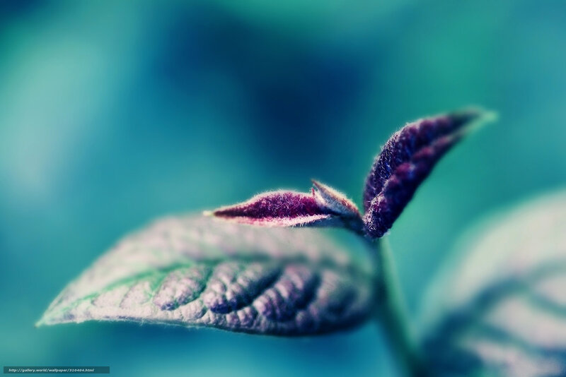 Purple Leaf Bud — Blue, Serene