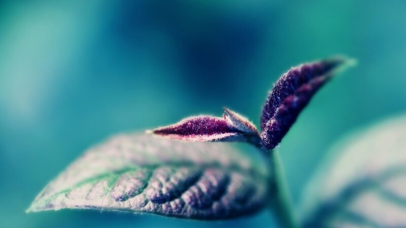 Purple Leaf Bud — Blue