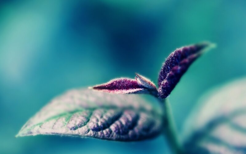 Purple leaf bud close-up