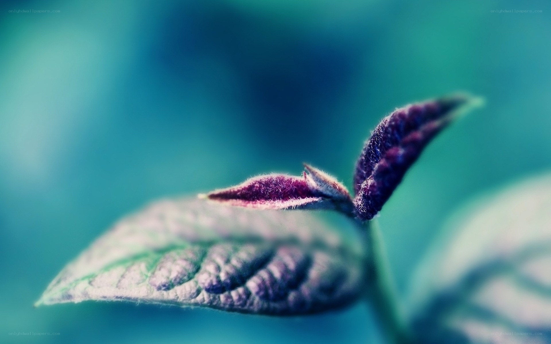 Purple leaf bud close-up