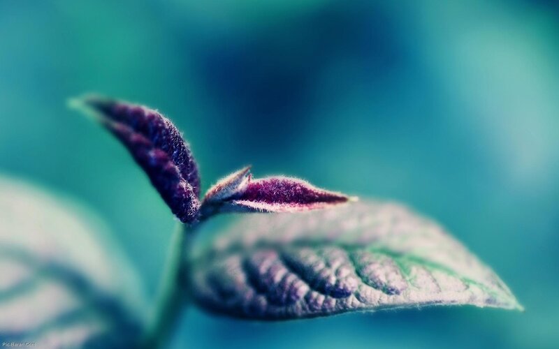 Purple Leaf Buds — Blue