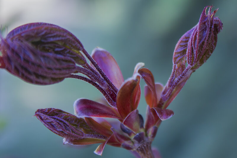 Purple Leaf Buds — Serene