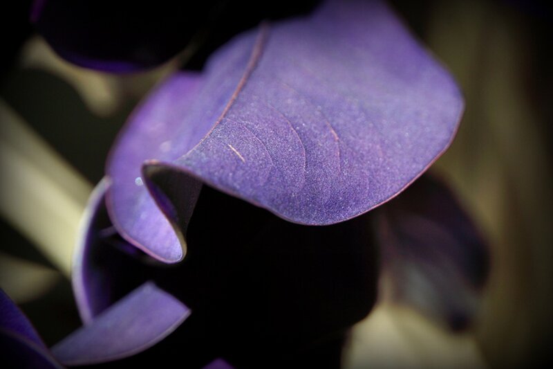 Purple Leaf Close-up
