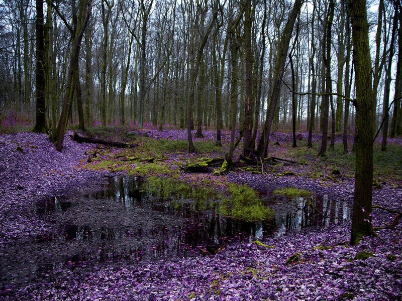 Purple Leaf-covered Forest