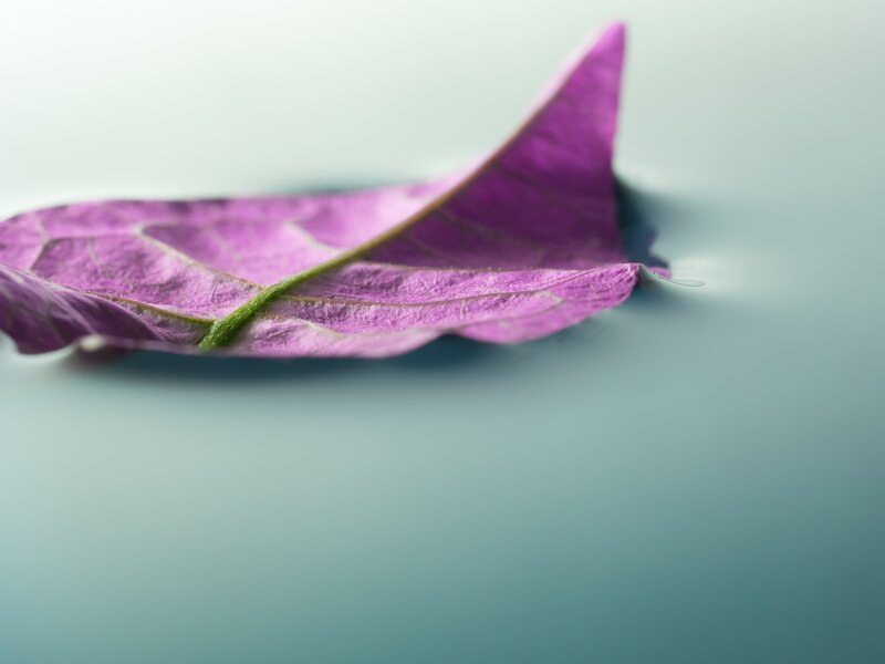 Purple Leaf Floating