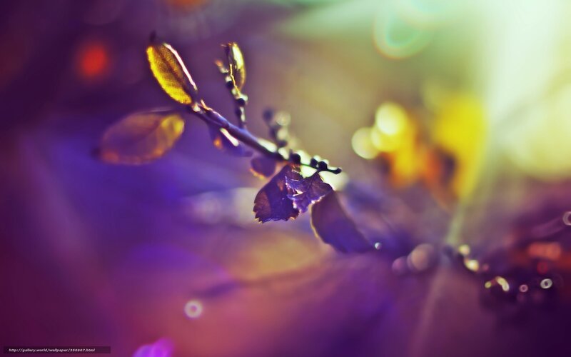 Purple leaf in sunlight
