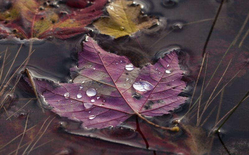 Purple Leaf in Water — Calm