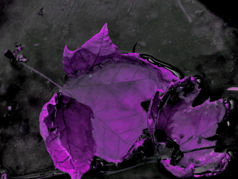 Purple Leaf in Water