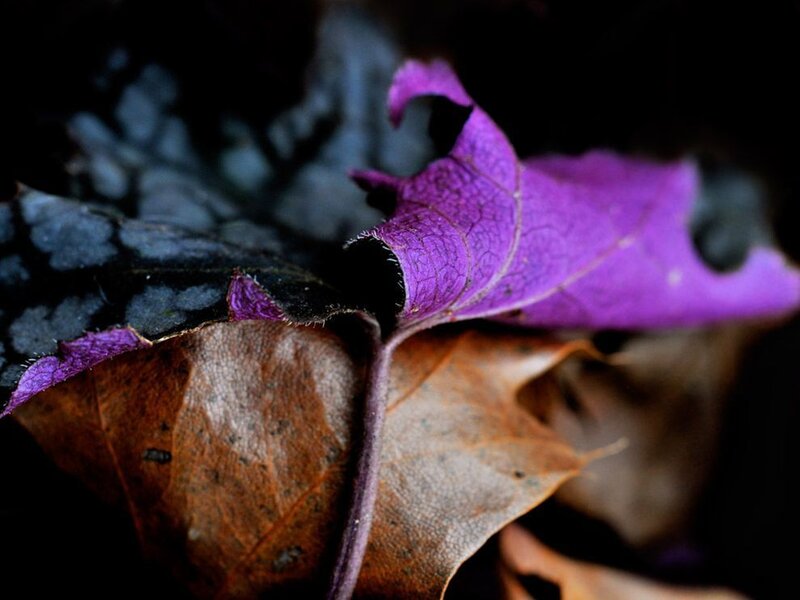 Purple leaf on decaying foliage