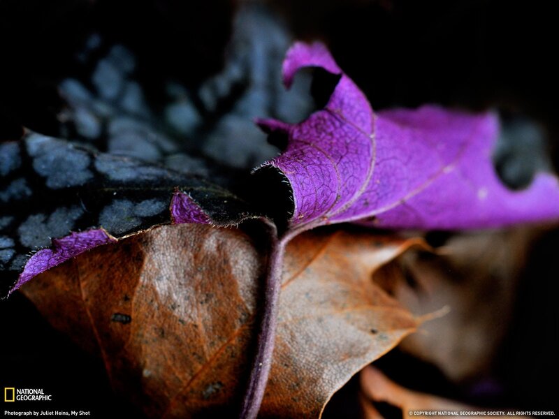 Purple leaf on forest floor