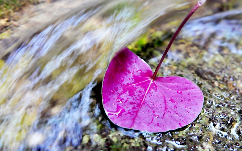 Purple Leaf on Rock