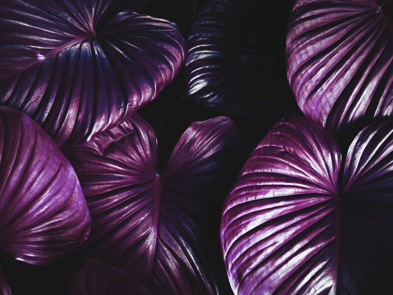 Purple Leaf Patterns