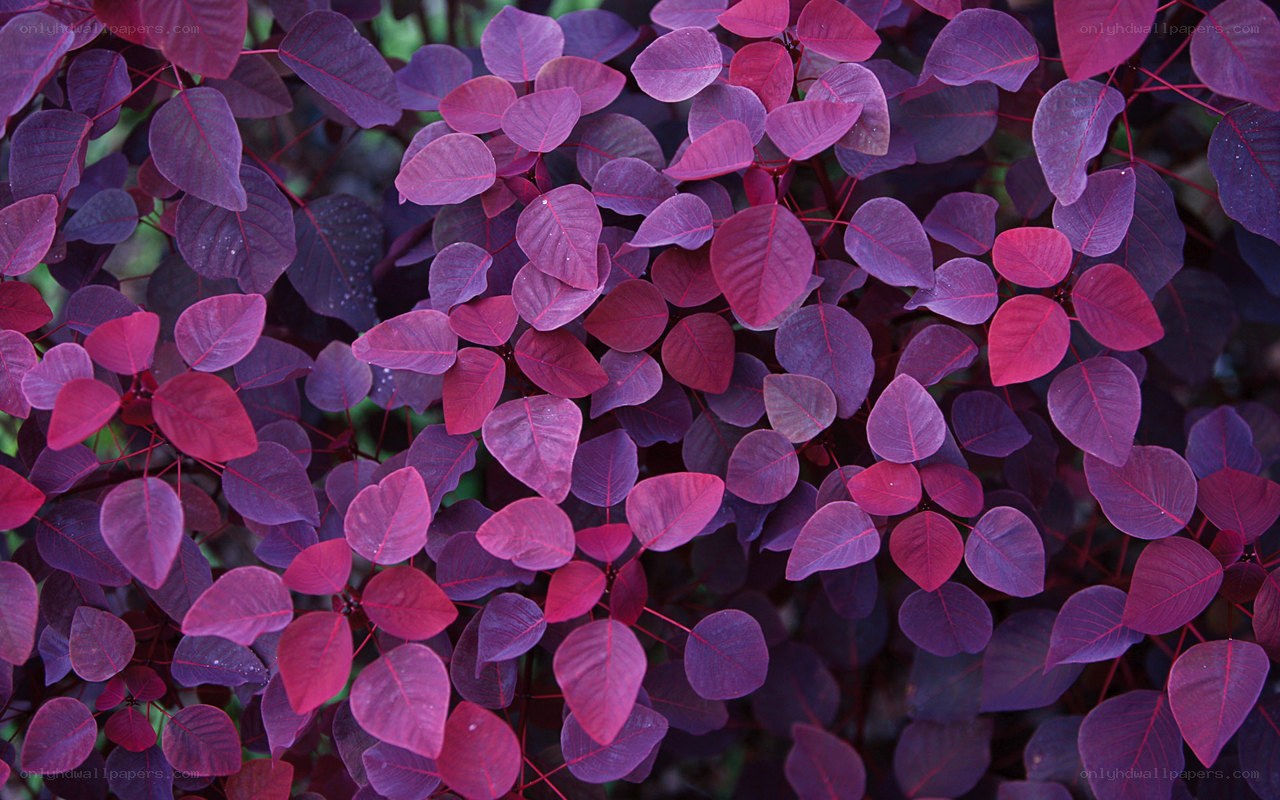 purple leaf plant close-up