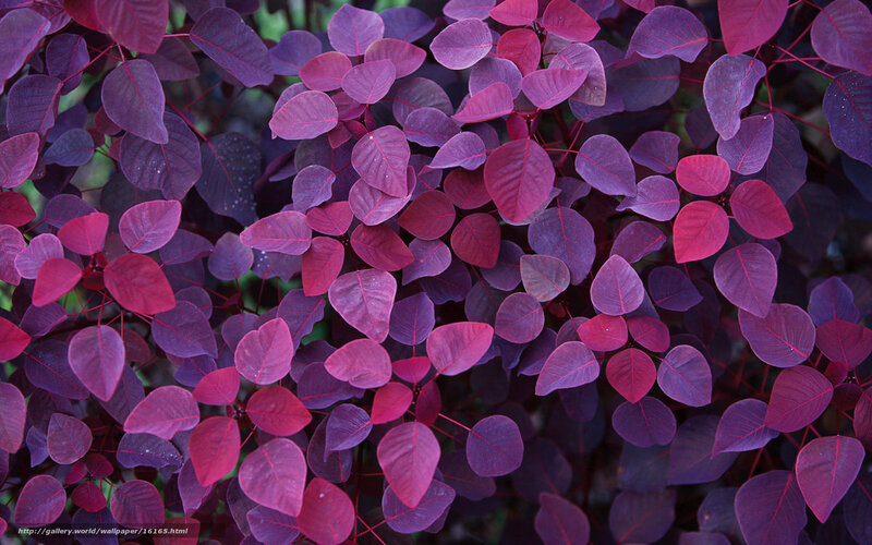 Purple leaf plant close-up