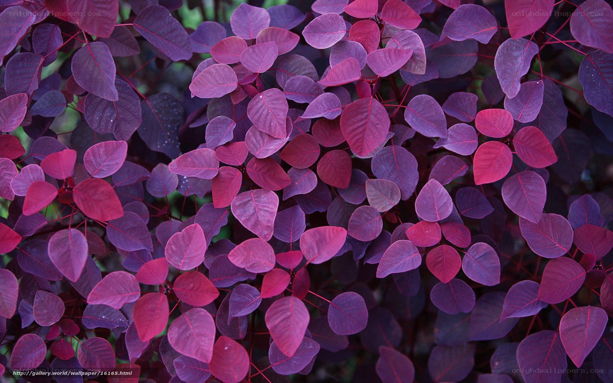 Purple leaf plant close-up