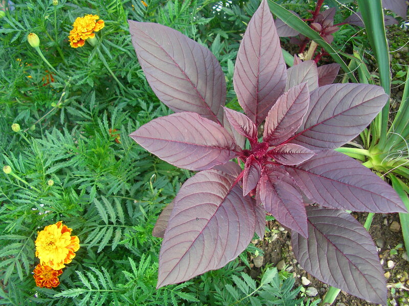 Purple Leaf Plant
