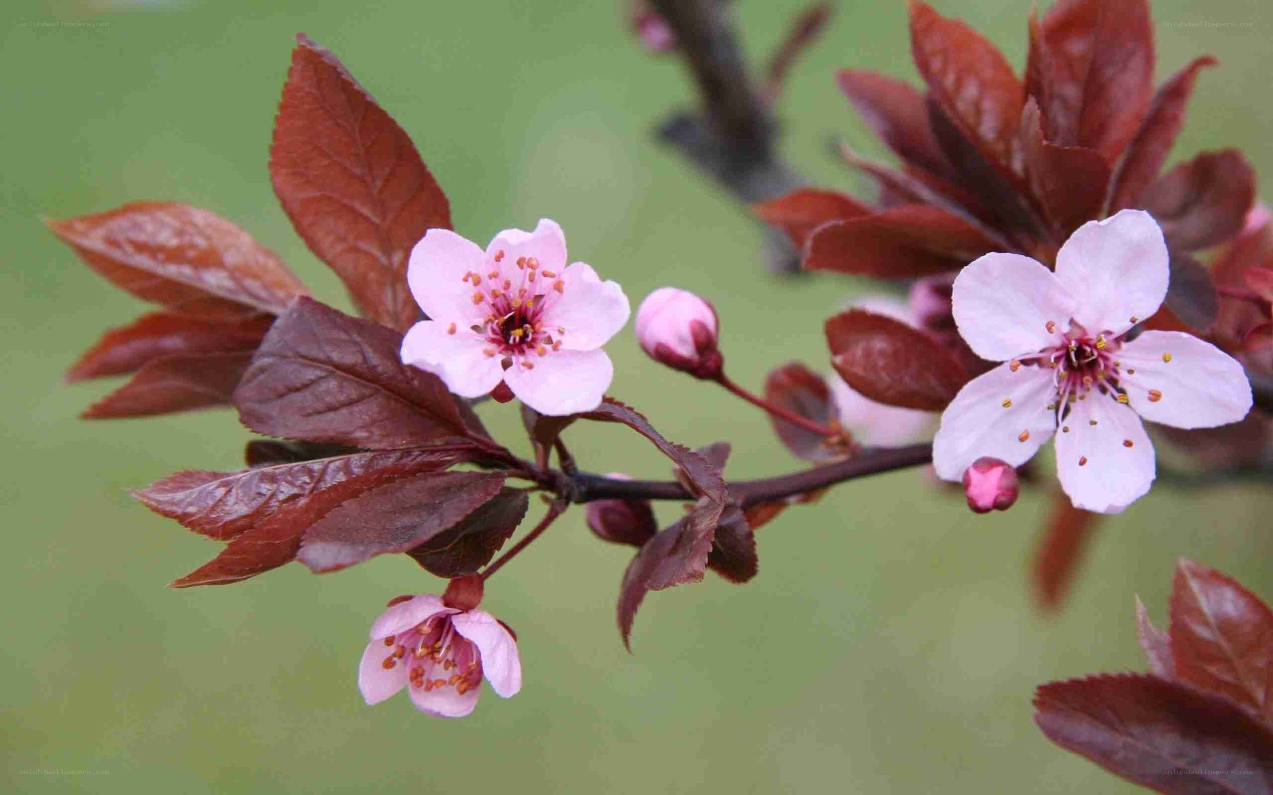 purple-leaf plum blossoms