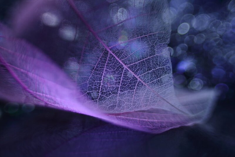 Purple Leaf Skeleton