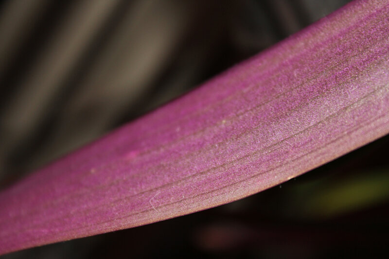purple leaf texture close-up