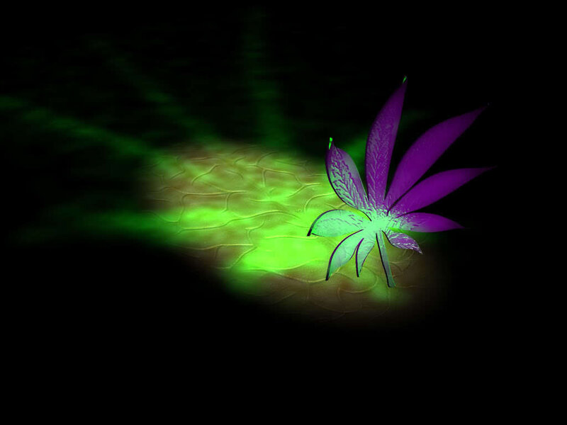 purple leaf under green light