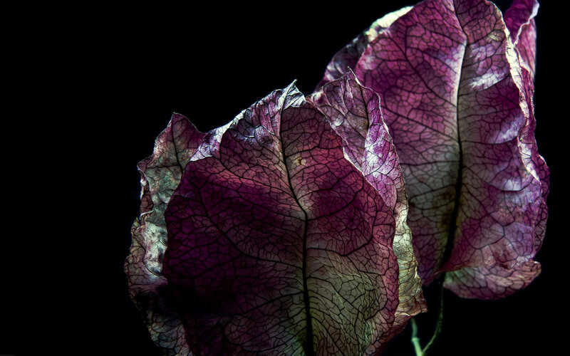 purple leaf veins on black