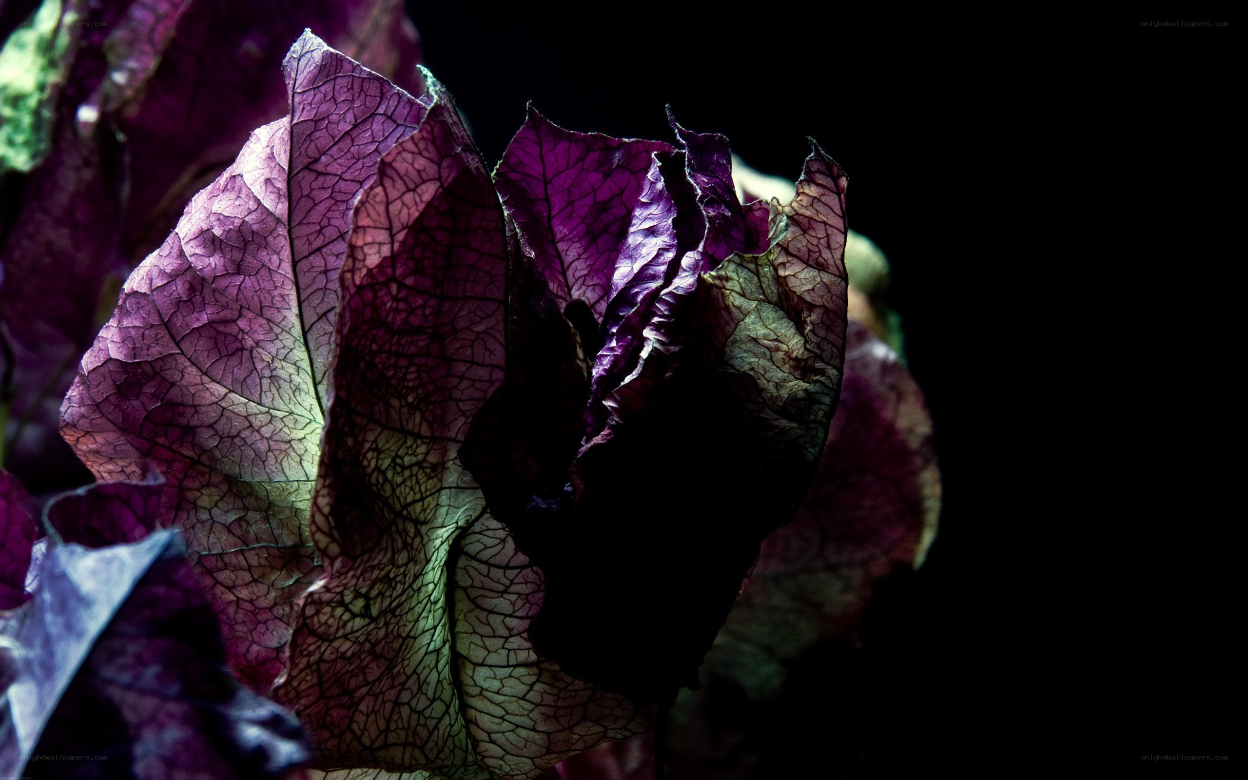 purple leaf with intricate veins