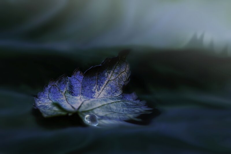 Purple Leaf with Water Droplet