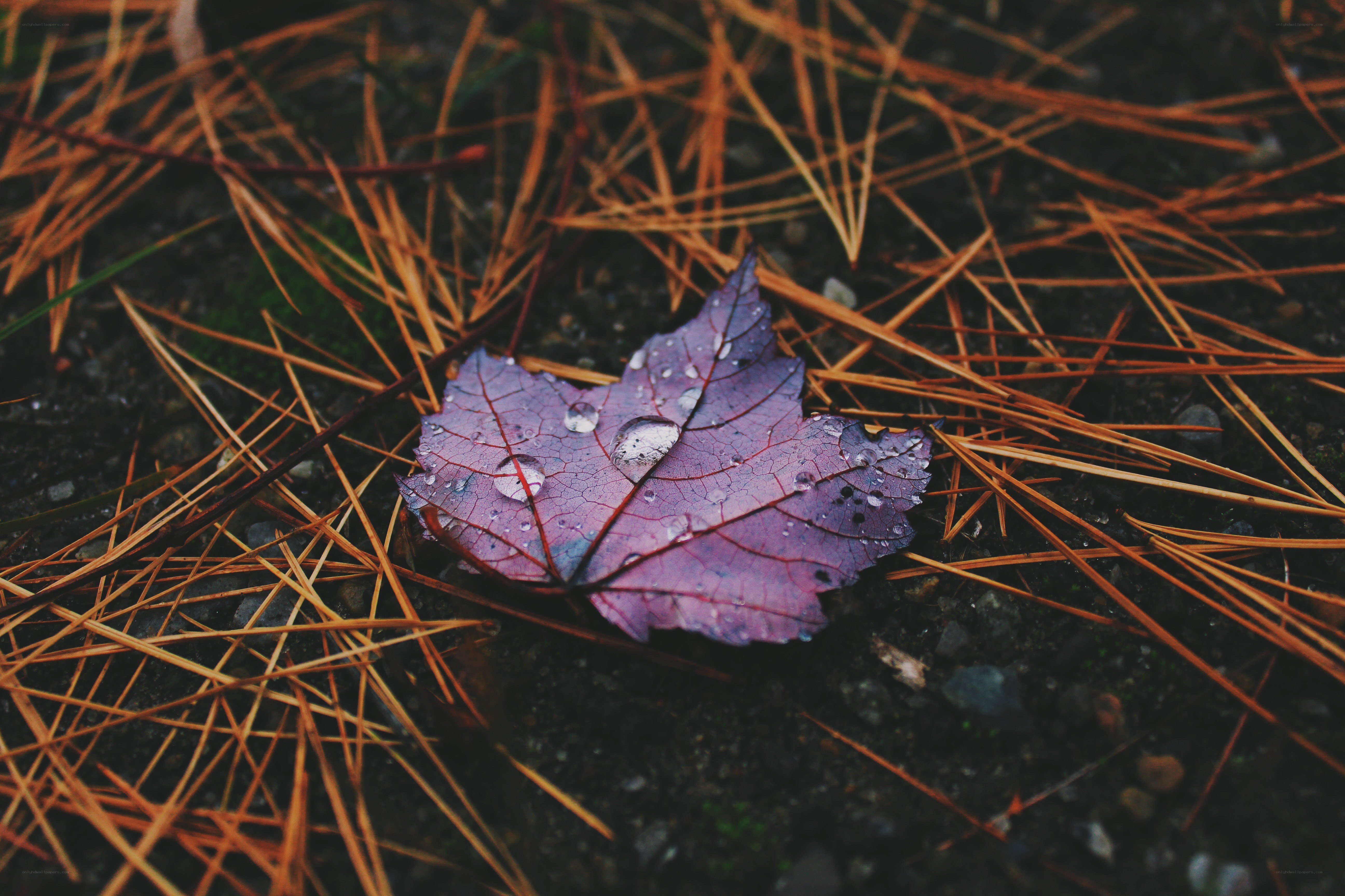 Purple leaf with water droplets